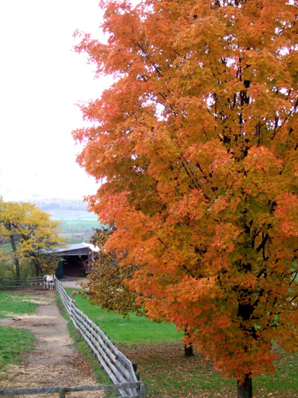 Fall colors around paddock